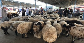 Siverekte Kurbanlıklar Pazara İndi