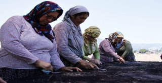 Buğday Tarlası, Halı Tarlasına Dönüştü