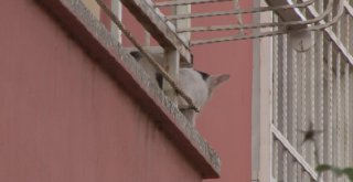 Evin Balkonunda Mahsur Kalan Kediyi Vatandaşlar Kurtardı