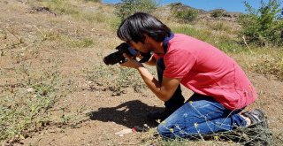 Gümüşhane Kelebeklerine Yeni Bir Tür Daha Eklendi