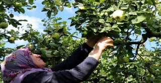 Dünyanın Ayva Merkezi Geyvede Ayva Hasadı Başladı