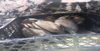 Gevaşta Kaçak Avlanan 8 Kınalı Keklik  Ele Geçirildi