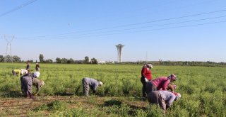 Düşen Rus Uçağı, Ona Para Olarak Geri Döndü