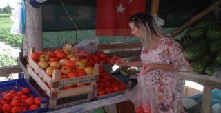 Ankaranın Meşhur Ayaş Domatesinde Üretim Bu Yıl Düştü