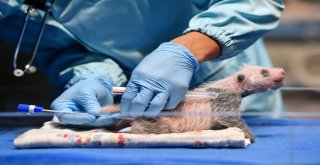 Çinde Doğan Dev Pandalar Muayene Edildi