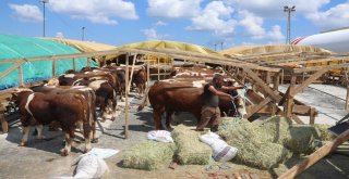 Kurbanların Gelmesiyle Hazırlıklar Tamamlandı