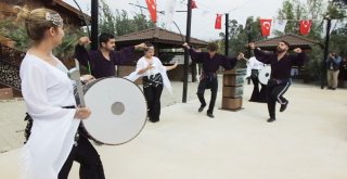 Gömeçte Zeytin Hasat Şenliği Coşkusu