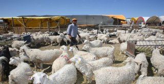 Sincan Kurban Bayramına Hazır