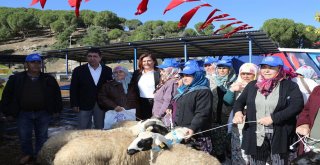 Aydın Büyükşehir Belediyesi 70 Aileye Sakız Koyunu Hibe Etti