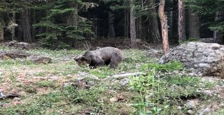 Yavru Ayıyı “Gel Oğlum Buraya Diyerek Çağıran Vatandaş Sosyal Medyada İlgi Odağı Oldu