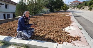 Fındık Serildi Sıra Fiyatında