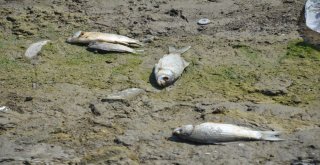 Denizlide Baraj Göletinde Toplu Balık Ölümleri