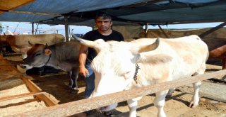 Sattığı Kurbanlıkları Öperek Yolcu Ediyor