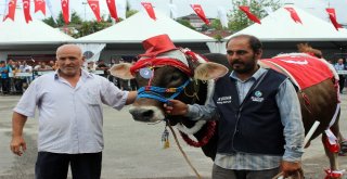 Çanlarla, Duvaklarla Süslenen Kurbanlıklar Podyumda Boy Gösterdi