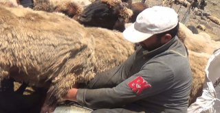 Yaylacıların Hayat Mücadelesi