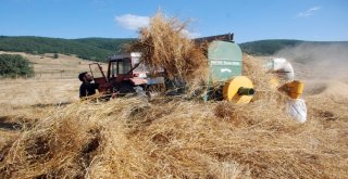 Tokatta Buğday Rekoltesinde Düşüş