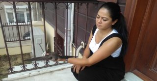 Tekirdağda Ebabil Kuşu Bulundu