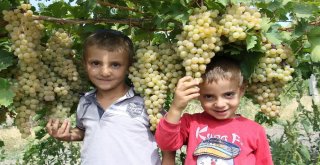 Üzümde Bereket Yılı, Türkiyenin Yarısı Elazığdan Ürün Alıyor