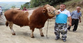 15 Temmuz Doğumlu Dev Boğayı Alana, Yanında 3 Boğa Hediye