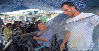 (Özel) Balıkçılardan Müjde, Denizde Bu Yıl Balık Çok