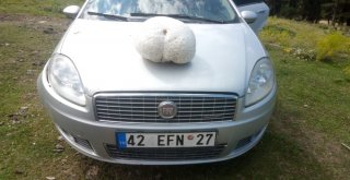 Yaylada 5 Kiloluk Dev Mantar Bulundu