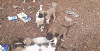 (Özel Haber) Sokağa Bırakılan Köpek Yavruları İle Birlikte Not Da Bulundu