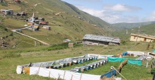 Arıcılar Anzer Balının Rekoltesini Düşük Bekliyor