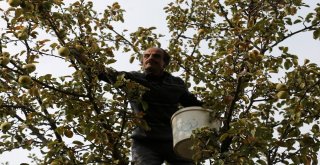 Adı Da Tadı Da Özel Olan Göbek Elmasında Hasat Zamanı