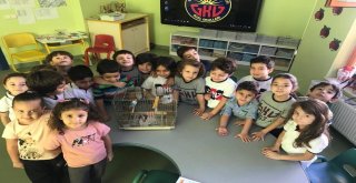 Gkv Anaokulu Öğrencilerinin Hayvan Sevgisi