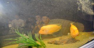 Bu Kafenin Müşterilerine 300 Canlı Balık Eşlik Ediyor