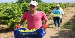 Sultaniye Üzümünde Sezon Açıldı