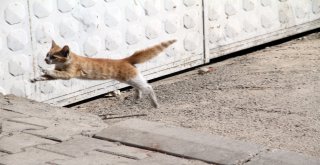 Bacaya Düşen Kedi Kurtarıldı