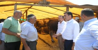 Başkan Dündar Kurban Pazarını Gezdi