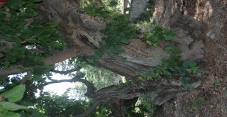 Polatlıda Tarihe Tanıklık Eden Ağaçlara Koruma