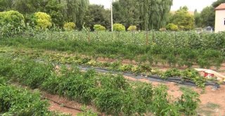 Hobi Bahçesinden Turşu Üretiyorlar