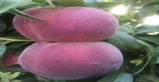 Erikten Sonra Karpuz Ve Şeftali De Dış Pazarda