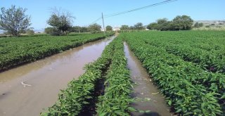 Boru Patladı, Mahsuller Su İçinde Yüzdü