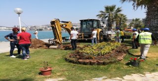 Kuşadasına 29 Palmiye Ağacı Dikildi