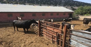 İki Tonluk Boğa, Otomobil Fiyatına Alıcı Bekliyor