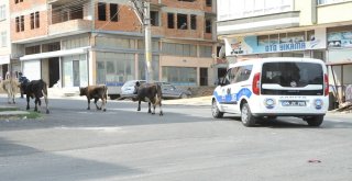Karayolunda Başıboş Hayvanlar Trafiği Tehlikeye Düşürdü