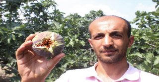 Dünyaca Ünlü Meyveye İhracat Yasağı