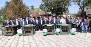 Kedilere Tripleks Villa