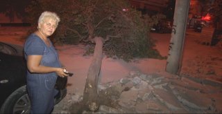 İzmirde Ağaç Yola Devrildi, Şans Eseri Kimse Yaralanmadı