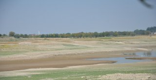 Denizlide Baraj Göletinde Toplu Balık Ölümleri