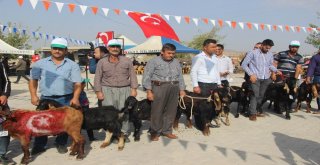 Kiliste Keçi Şenliği Düzenlendi