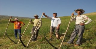 Doğubayazıtlılardan Tırpanla Zayıflama Tavsiyesi