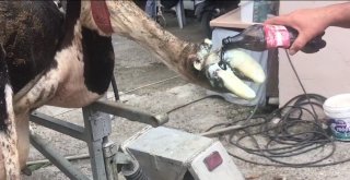 Kurban Bayramı Öncesi Büyükbaş Hayvanlara Bakım