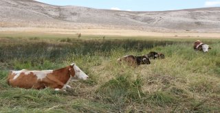 Kayseride İki Mahalle Karantinaya Alındı