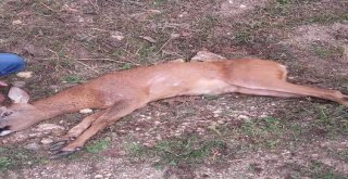 Yaralı Karacaya Vatandaş Şefkati