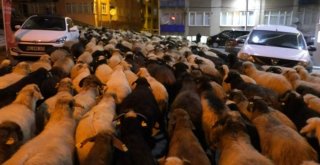 Şehir Merkezinden Koyun Sürüsü Geçti